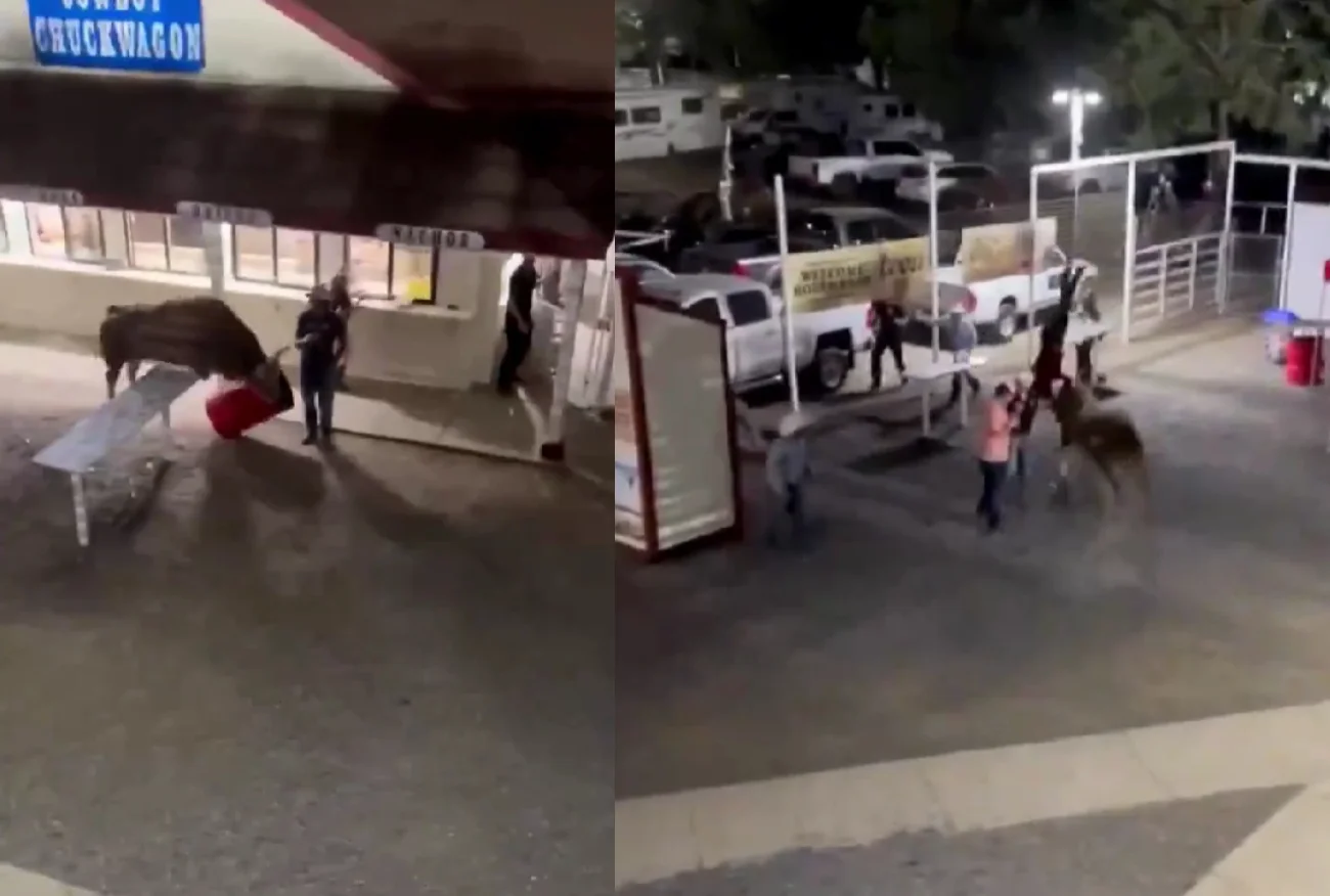 USA. Rozwścieczony byk taranował ludzi. Do sieci trafiło nagranie.