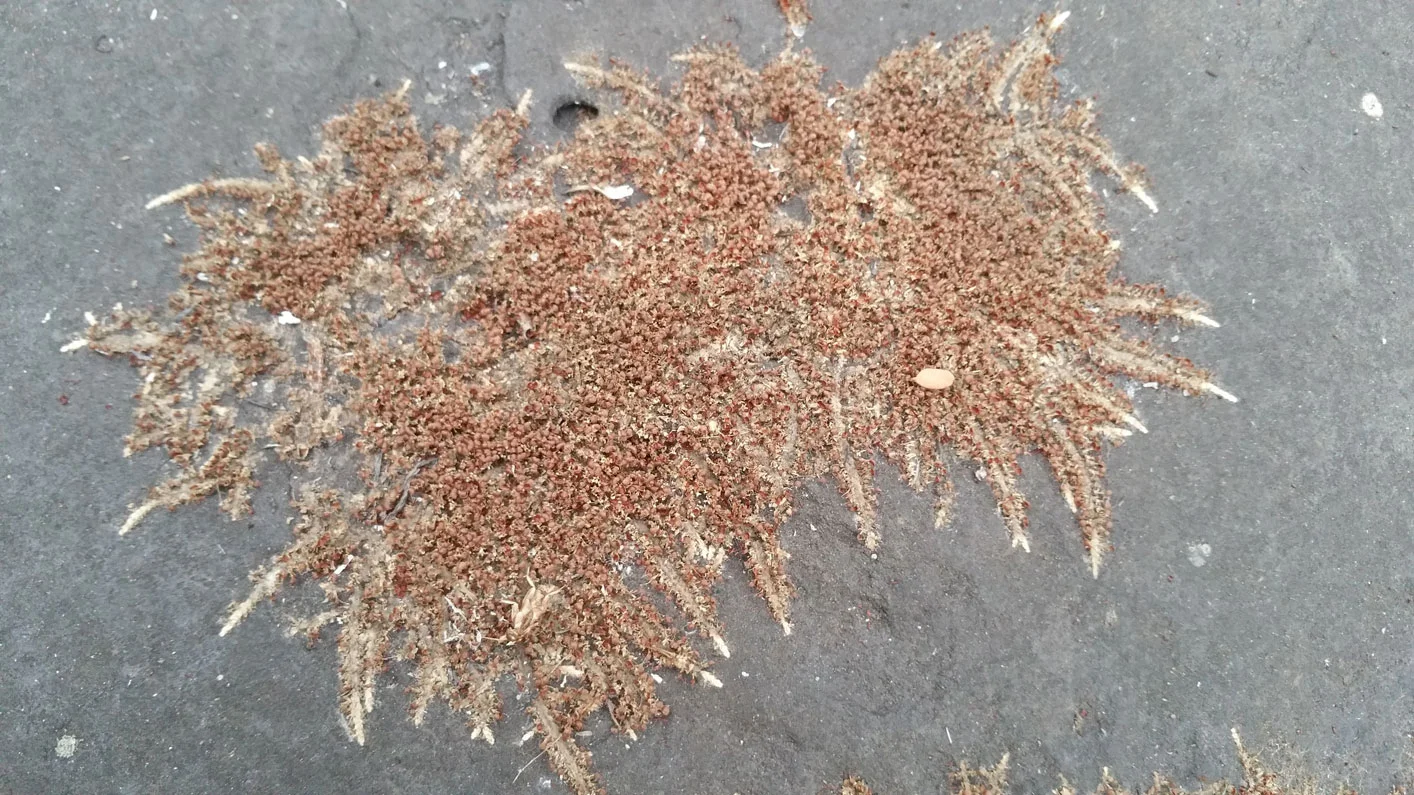 Saxicolelella deniseae