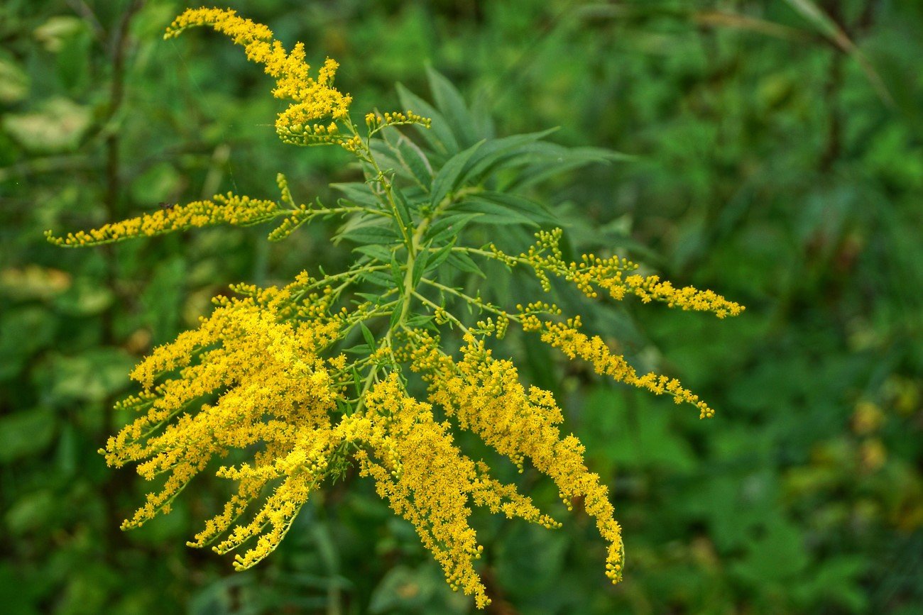 Nawłoć kanadyjska – niebezpieczny gatunek inwazyjny