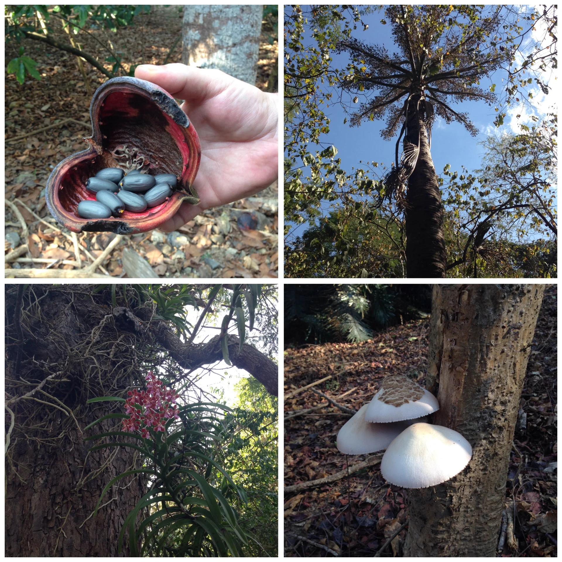Niesamowita flora. Park Narodowy Komodo. Rzadka palma Gebang, piękne storczyki oplatające drzewa. Indonezja.