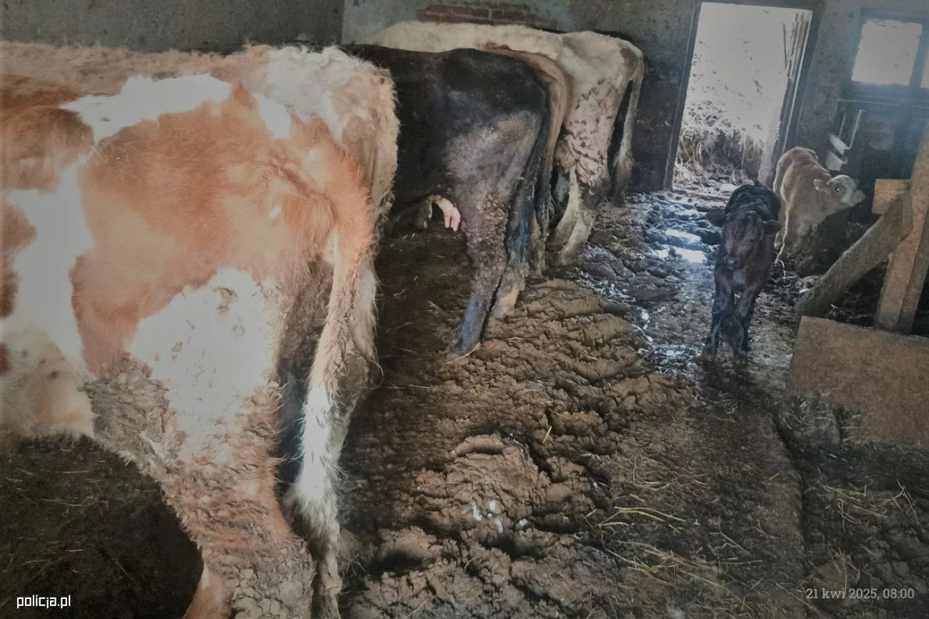 Zgłoszenie zaniedbania zwierząt w Mszanie Dolnej Zaniedbane zwierzęta w gospodarstwie w Mszanie Dolnej