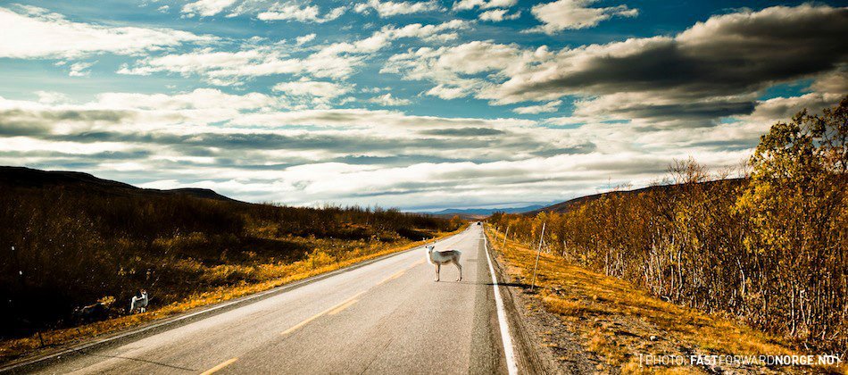 Renifer. Bardzo mało przydatny w biznesie, jeszcze mniej na drodze.