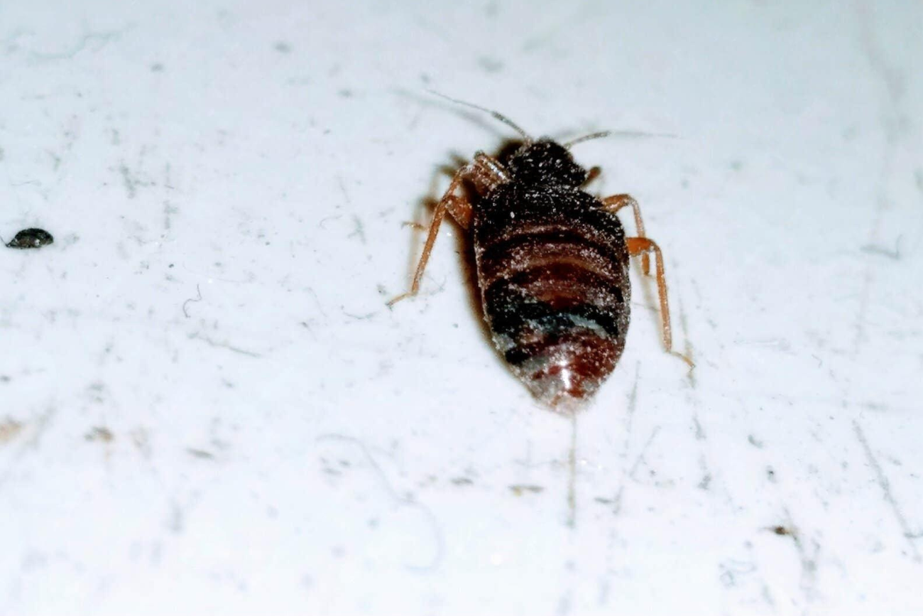 Choroba nie przenosi się z człowieka na człowieka, jednak owady skutecznie rozprzestrzeniają pasożyta w środowisku.
