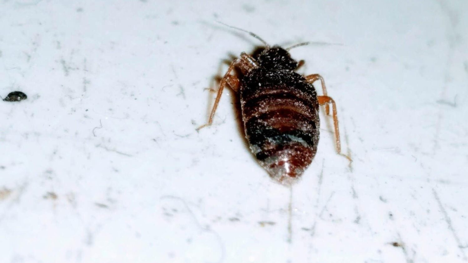 Choroba nie przenosi się z człowieka na człowieka, jednak owady skutecznie rozprzestrzeniają pasożyta w środowisku.