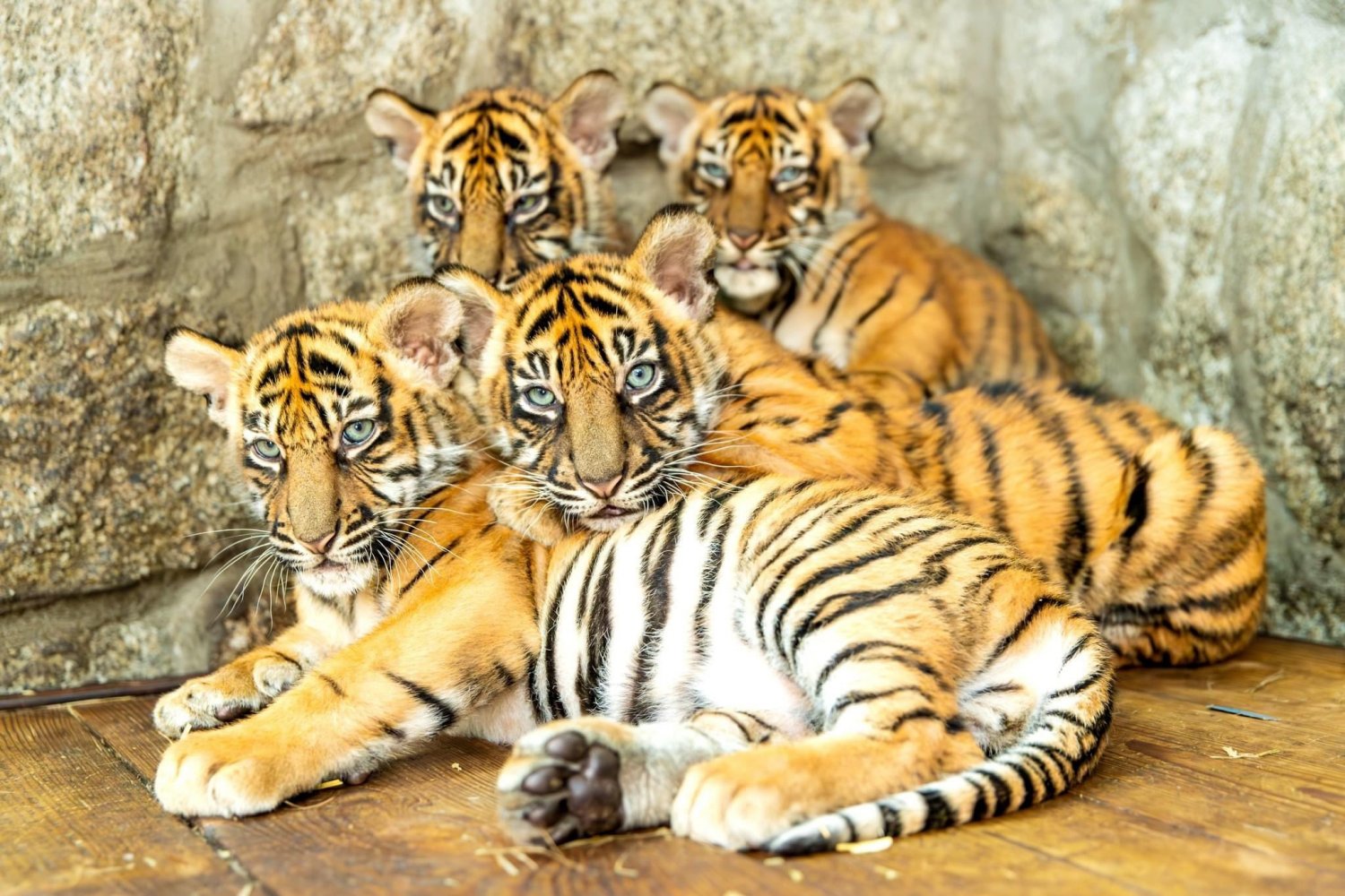 Wielka radość w zoo we Wrocławiu. Urodziły się tam wyjątkowe tygrysy.