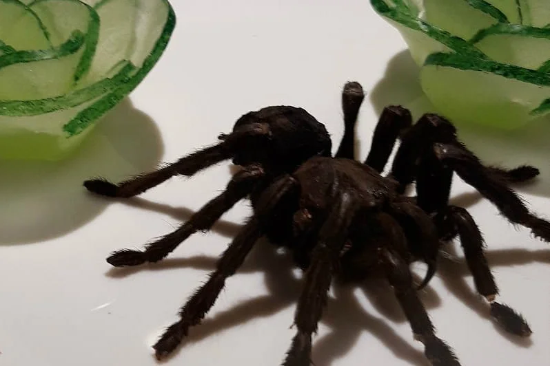 Pożywna smażona tarantula z odrobiną zdrowych warzyw