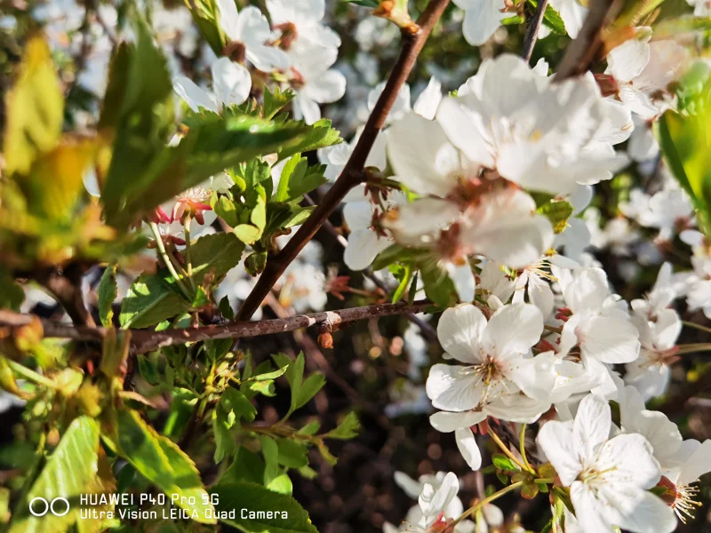 Zdjęcia w artykule wykonano smartfonem Huawei P40 Pro.