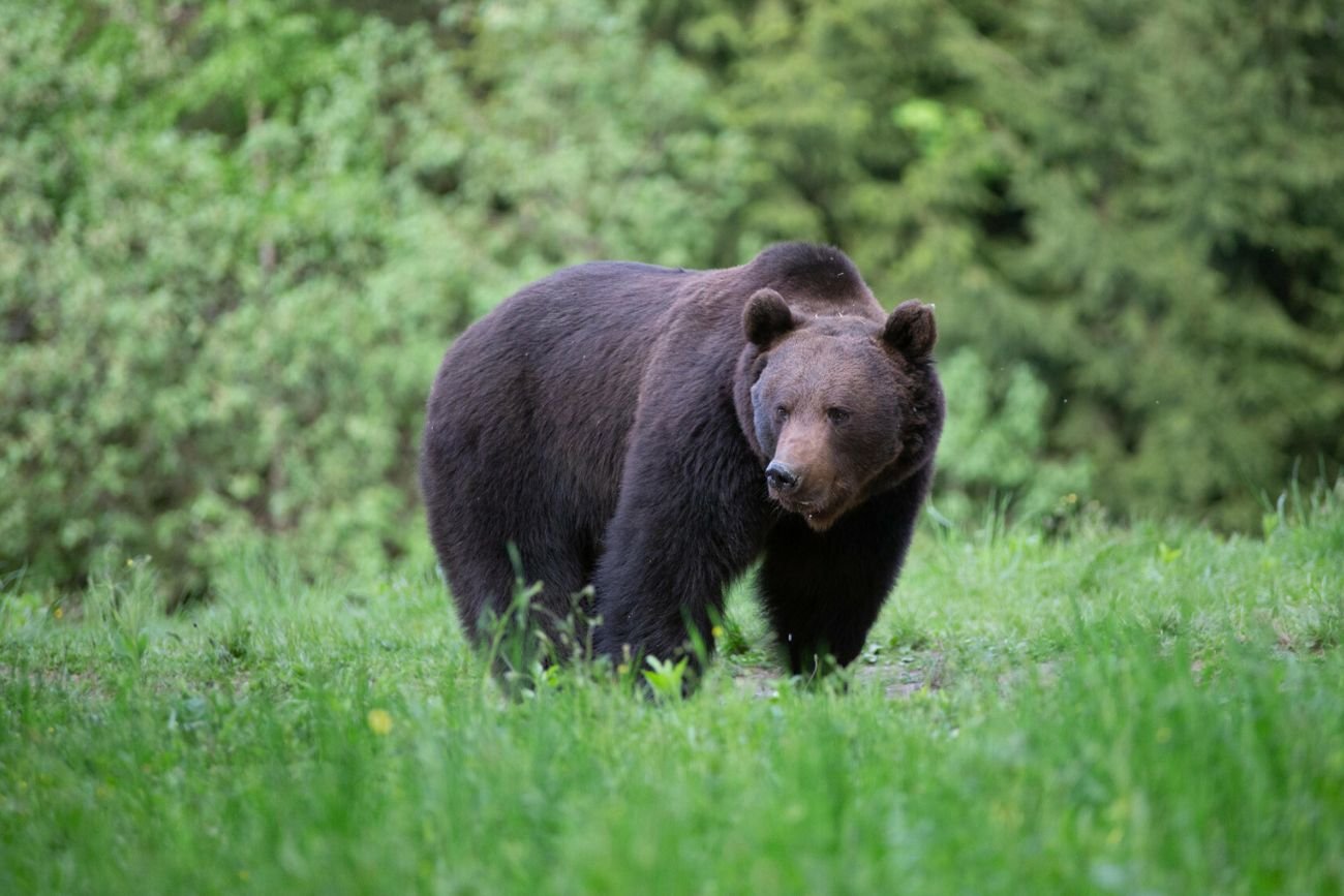 Wypadek w Tatrach. Niedźwiedź zaatakował turystę na szlaku