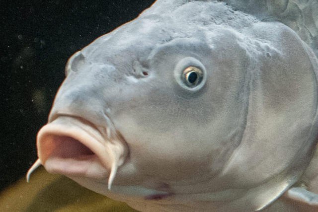 PiS w ramach szukania pieniędzy na spełnianie obietnic wyborczych za chwilę może zniszczyć nie tylko Puszczę Białowieską, ale także Stawy Milickie.