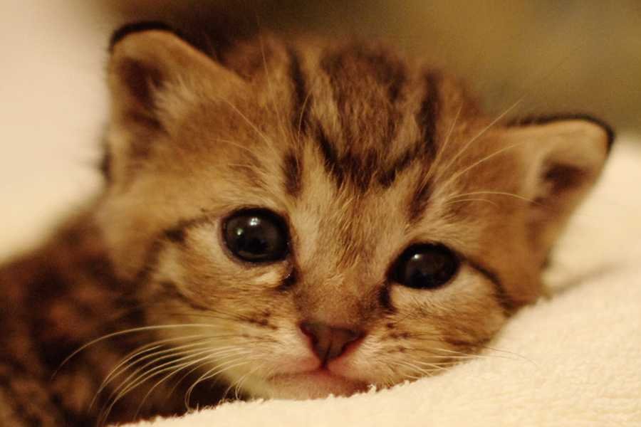 Kot – zwierzę, które spędzało sen z powiek sieci neuronowej od Google.