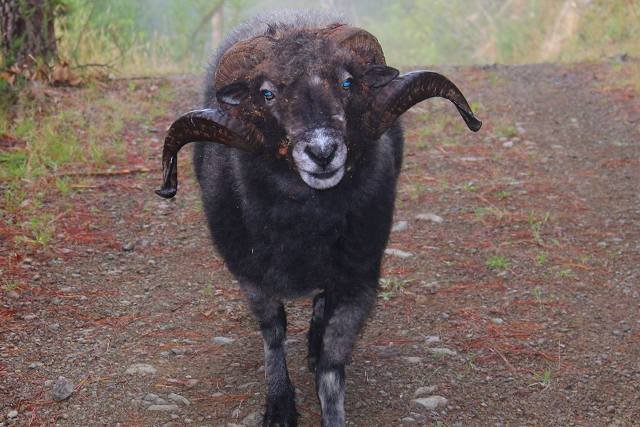 Najciekawsze kanały na YouTube ze zwierzętami