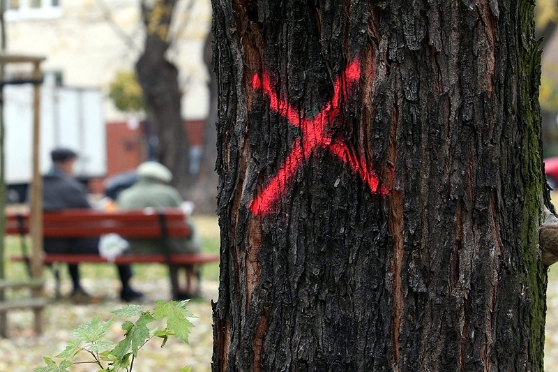 W Warszawie 147 tys. drzew. To tak, jakby zrównać z ziemią kilkanaście dużych parków