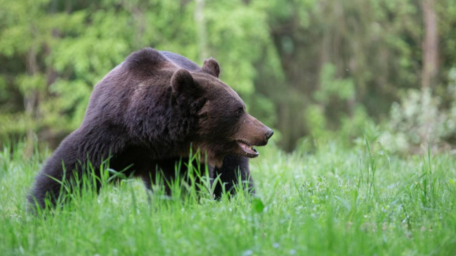 Bieszczady Zatwarnica: Niedźwiedź zaatakował męczyznę. Ciężki stan ofiary