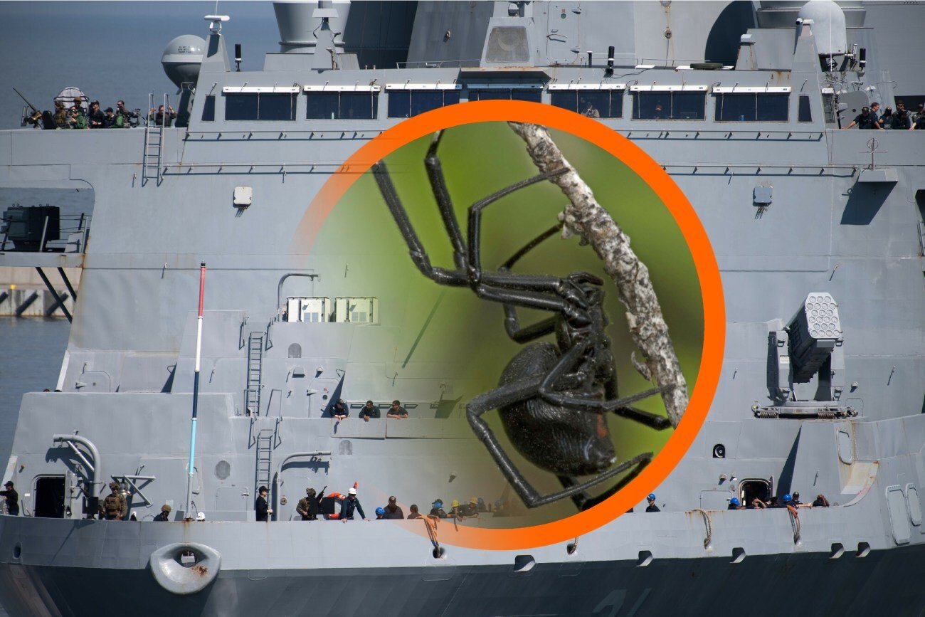 Groźne pająki na statku w gdańskim porcie.