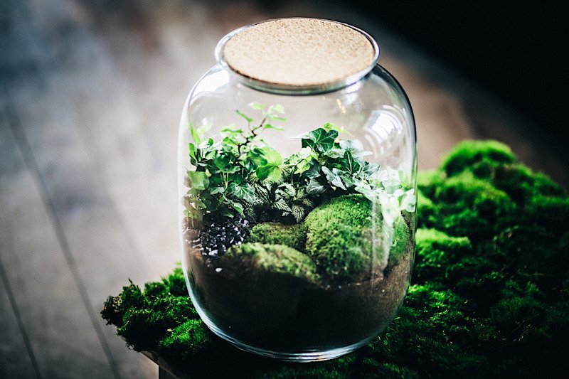 Las w słoiku wprowadza do mieszkania miły klimat, a zrobienie go nie wymaga od nas wielkich umiejętności