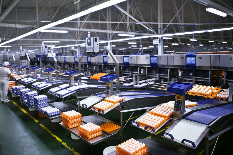 Choć kontrole nie stwierdziły salmonelli w firmie "Ferma Woźniak", to organy nadzorujące i tak są zaniepokojone taką sytuacją.