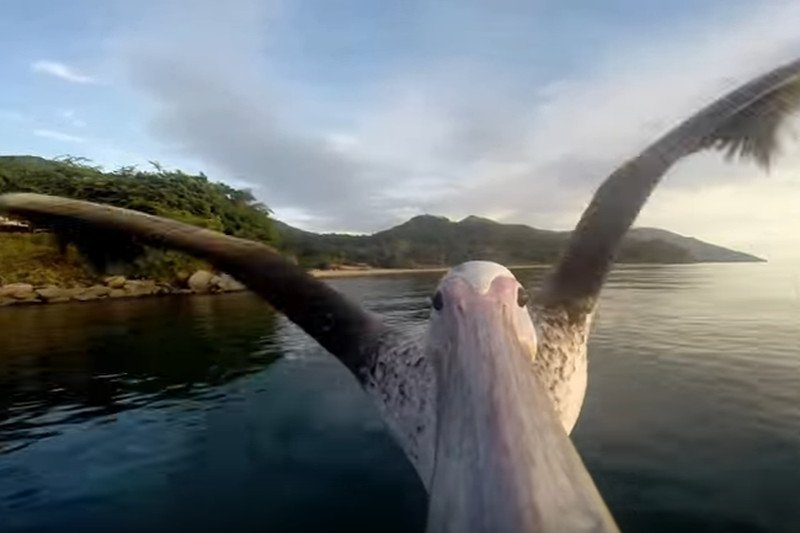 Zachowują się jak pelikany, które połkną wszystko – takie opinie pojawiają się o grupie wyborców PiS.