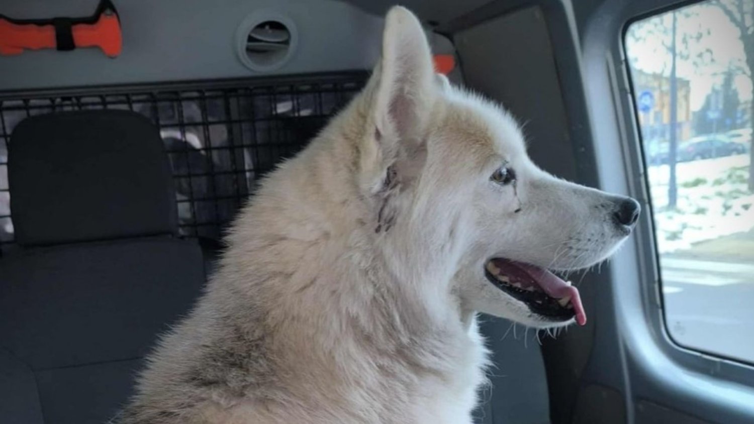 O psie, który jeździł koleją... naprawdę. Takiej interwencji dawno nie widziałam