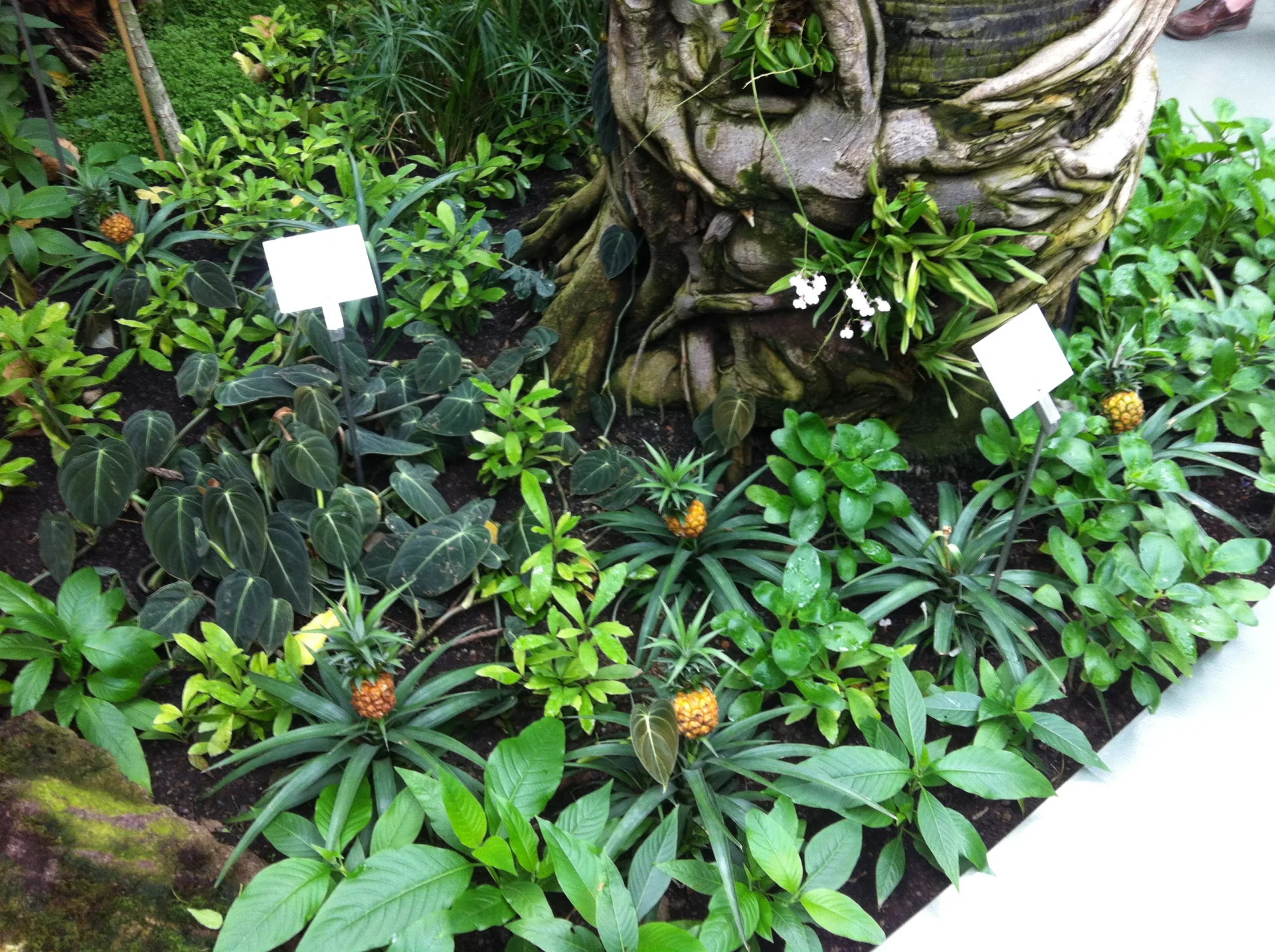Orgód botaniczny Trautstsmandorff, archiwum prywatne