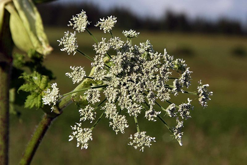 Latem trzeba naprawdę uważać, by nie oparzyć się tą rośliną - barszczem Sosnowskiego