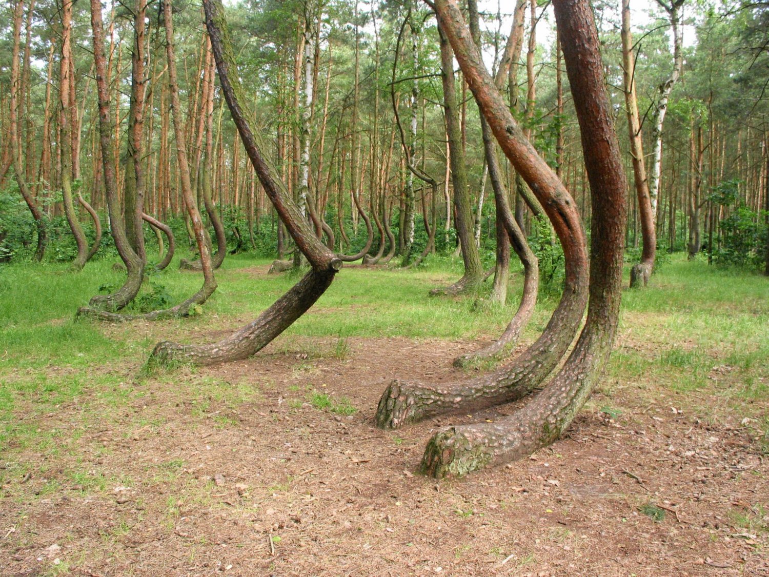 Krzywemu Lasowi grozi wycinka? Część drzew obumarła, ale leśniczy z Gryfina uspokajają