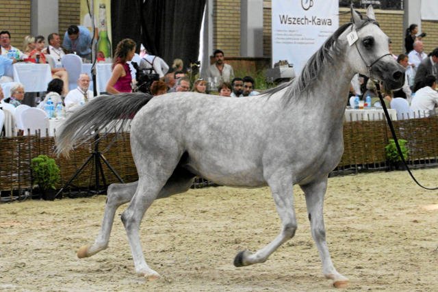 W Janowie Podlaskim doszło do śmierci kolejnego konia.