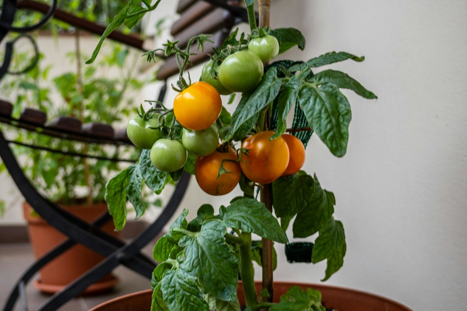 Jak uprawiać pomidory na balonie i w ogródku? Gatunki, warunki uprawy, podlewanie, ziemia, zbiory Łatwe pomidory na balkon i na działkę lub do ogrodu. Poradnik uprawy krok po kroku