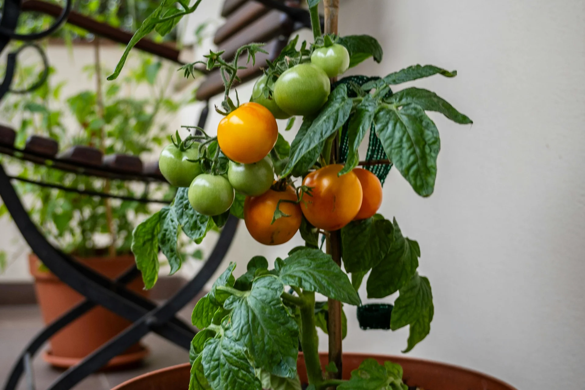 Łatwe pomidory na balkon i na działkę lub do ogrodu. Poradnik uprawy krok po kroku