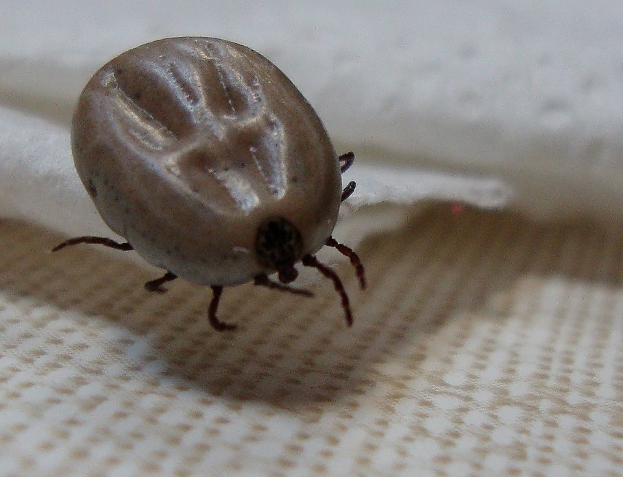 Kleszcze reagują na promieniowanie EMF, które wykorzystują m.in. smartfony. Nowe wyniki badań.