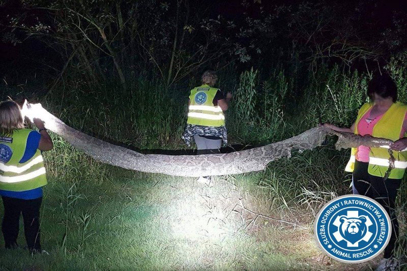 Można wierzyć albo nie, ale pod Warszawą naprawdę znaleziono taką skórę należącą do pytona.