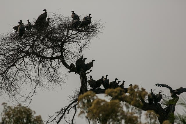 Dla ISIS sępy są idealnym nośnikiem ładunków wybuchowych ze względu na swoja wagę i siłę.
