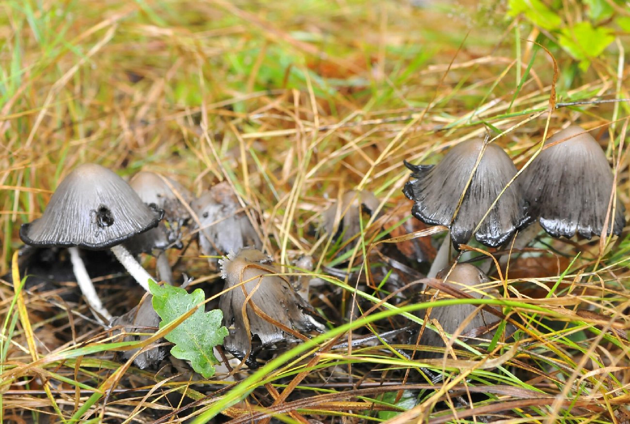 Czernidłak pospolity – jeśli go zjadłeś, nie możesz pić alkoholu.