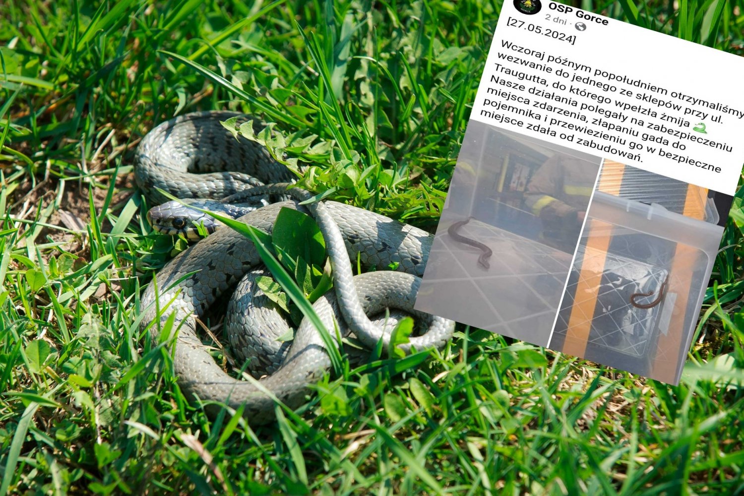 Groźny gad w sklepie w Boguszowie-Gorcach. Interweniowali strażacy.