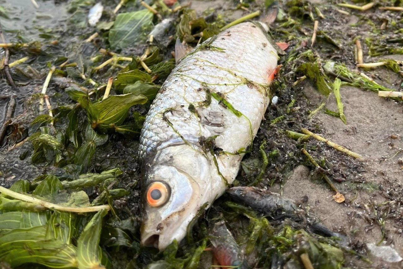 Martwe ryby w jeziorze Dąbie (zachodniopomorskie). To może być złota alga