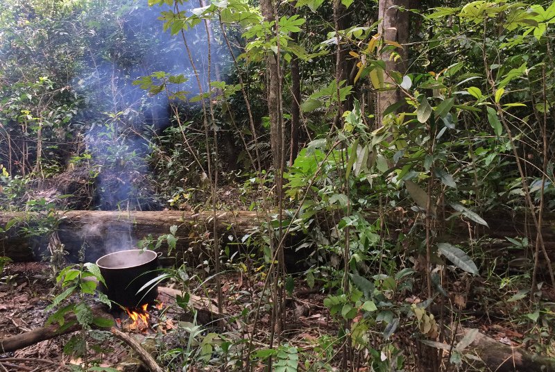 Wywar Ayahuaski w trakcie gotowania.