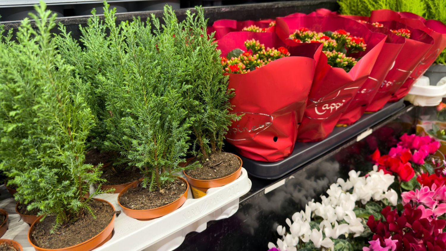 UE ma zabrać się za doniczki. Wyjaśniamy, co może się zmienić