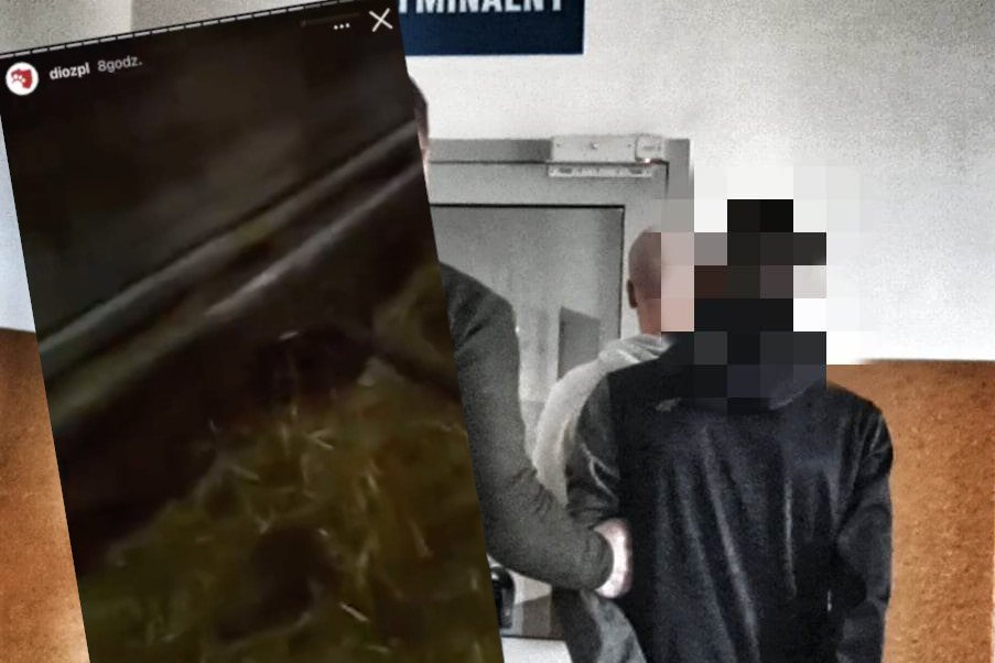 17-latek kopał i dźgał widłami psa.