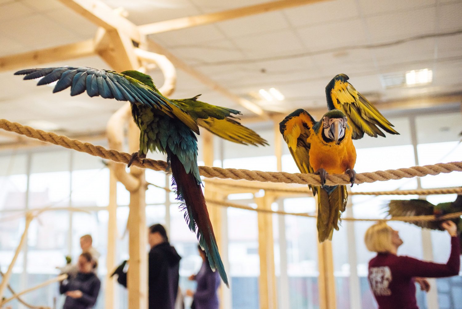 Papugarnie powstają w Polsce jak grzyby po deszczu. Mini zoo, w którym można karmić i głaskać papugi, ma jednak mroczną stronę.