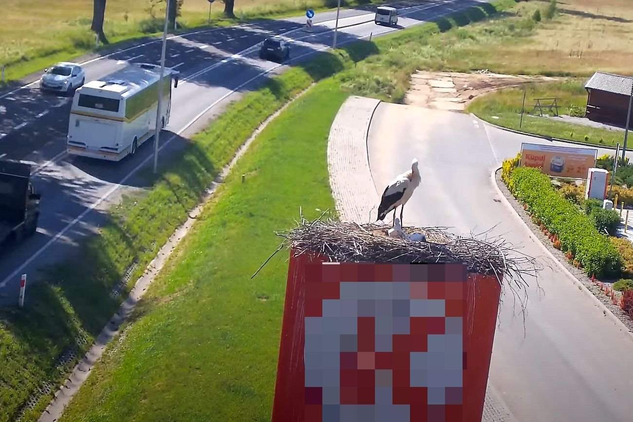 Bociany uwiły gniazdo na stacji benzynowej w Nowym Targu