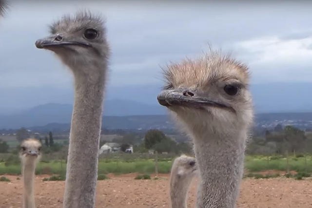 Najlepsi projektanci przykładają rękę do dramatu tych zwierząt.