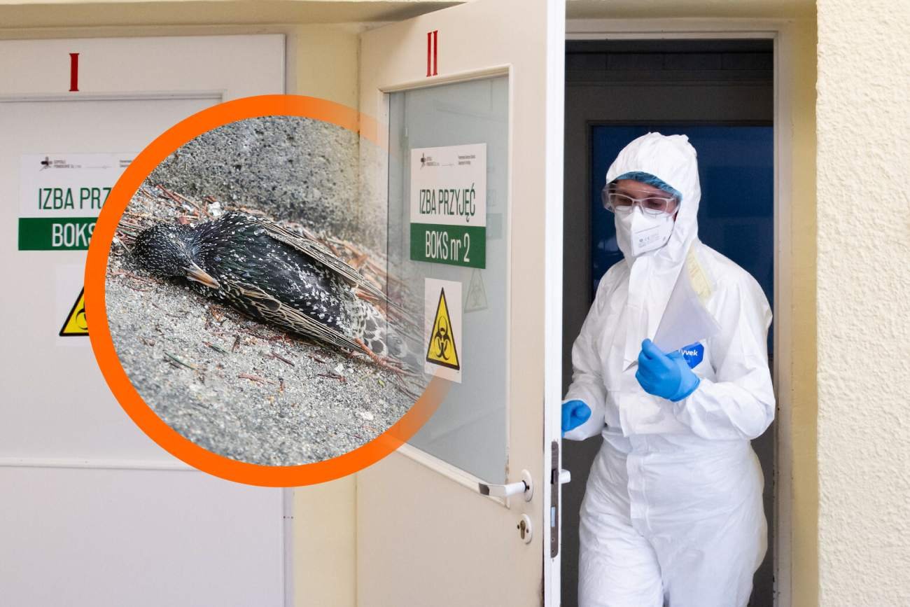 Komar przenoszący wirusa Zachodniego Nilu. W tle izba przyjęć szpitala, w którym leczy się gorączkę Zachodniego Nilu.