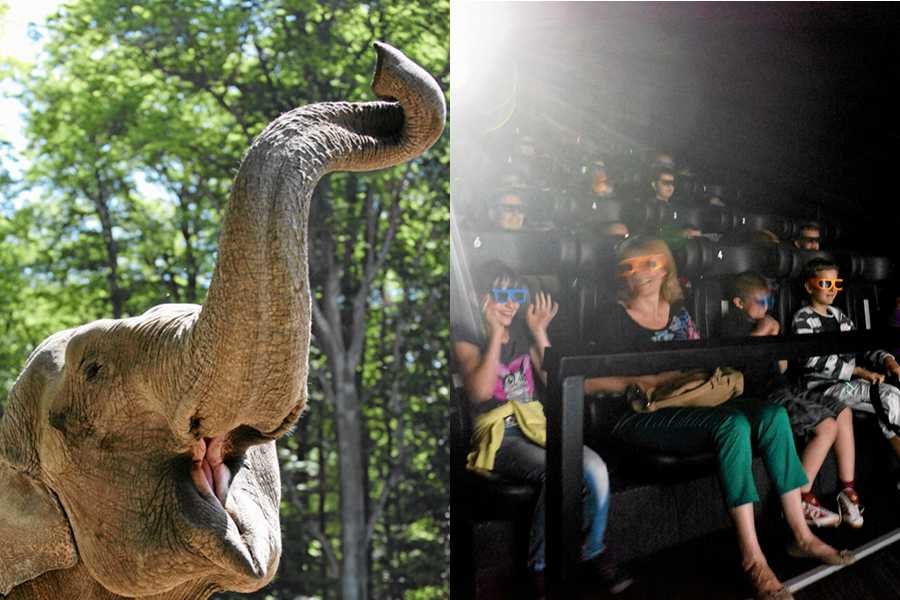 Słonica Citta z krakowskiego zoo i dzieci na seansie "5D" w lubelskim kinie