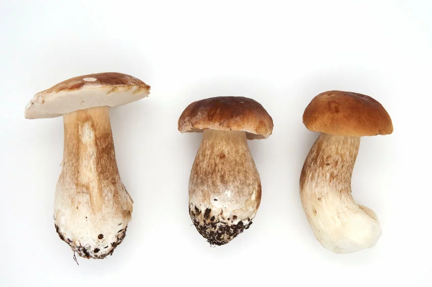 Borowik szlachetny (Boletus edulis) są bogate w przeciwutleniacze, beta-karoten, likopen i kwas askorbinowy. Borowik szlachetny (Boletus edulis): właściwości zdrowotne