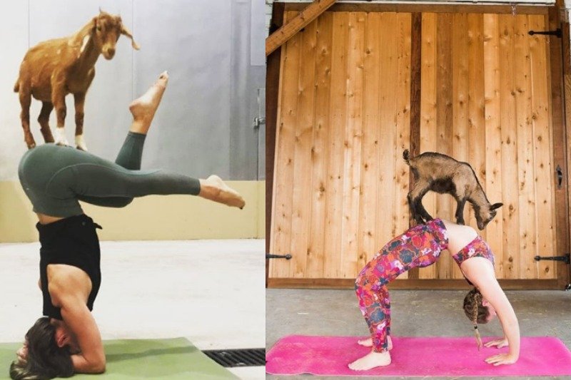 Goat yoga brzmi absurdalnie, a jednak ludzie ją pokochali. Można jej spróbować również w Polsce