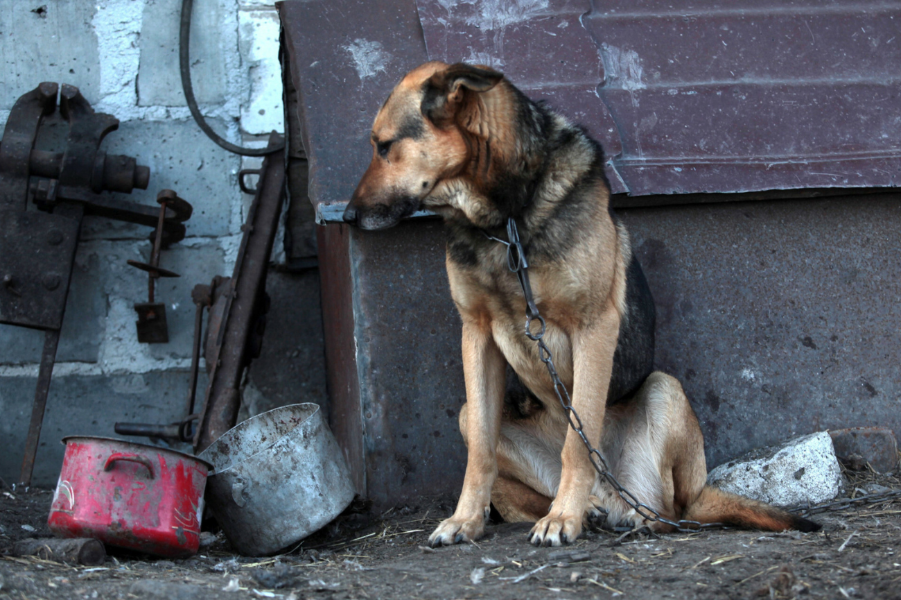 Smutny kundelek w typie wilczura siedzi przy budzie przywiązany do łańcucha ze spuszczoną głową. Obok leżą stare, brudne garnki