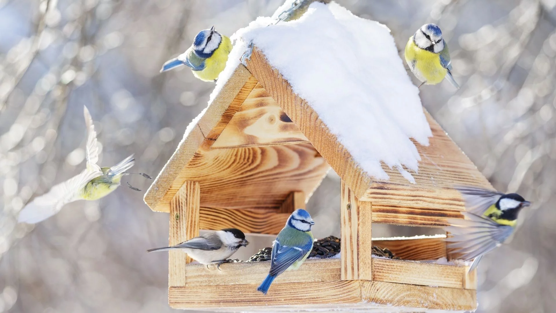 Dokarmianie ptaków zimą nie wystarczy, by przetrwały. Zapominamy o kluczowej rzeczy