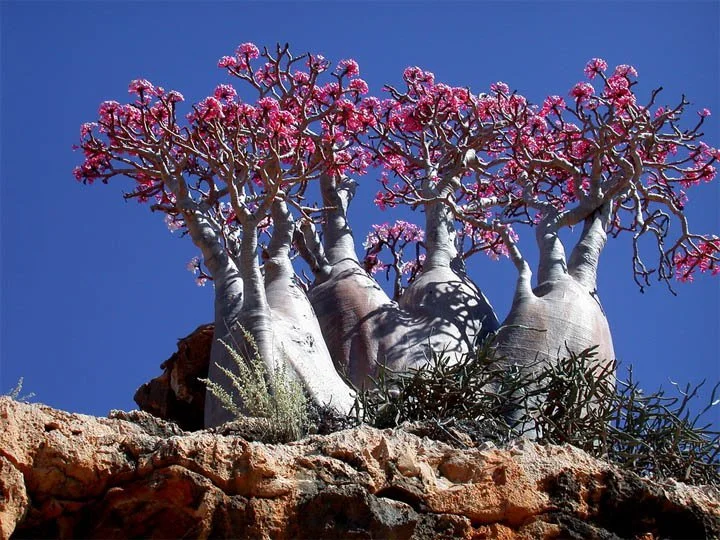 Socotra - prawdziwa roślinność z tej wyspy nie ma szans w żadnej realistycznej grze!