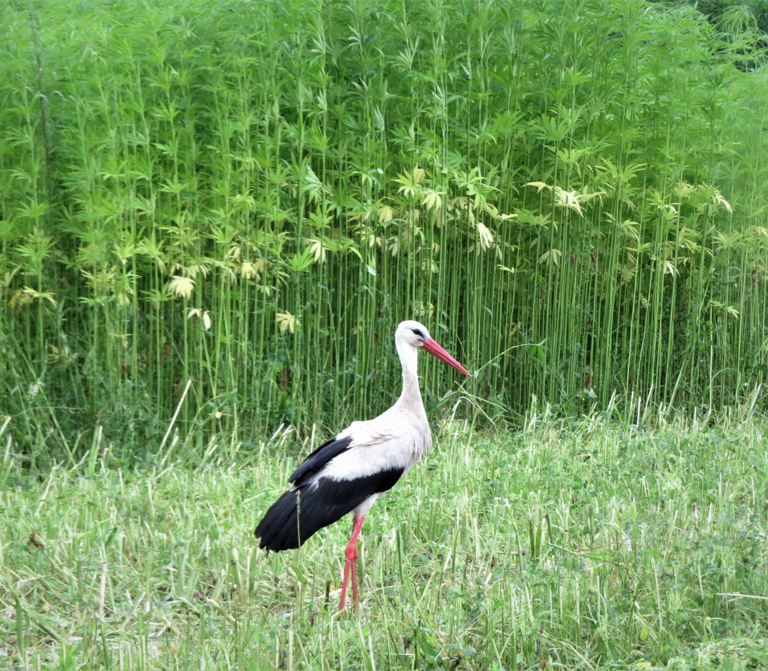 Polska jest gotowa na Wolne Konopie