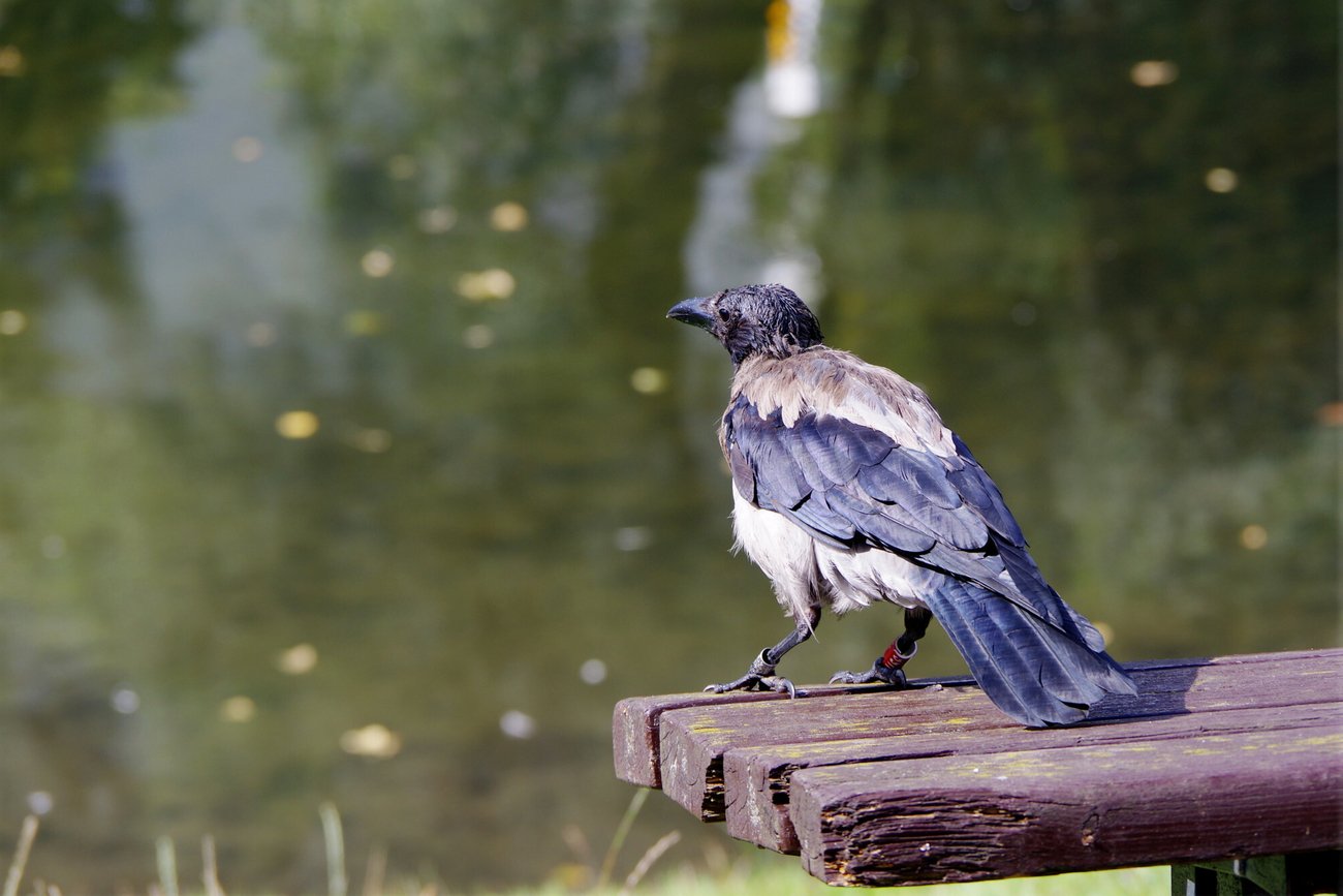 Prognoza pogody według IMGW na 7-12 września.