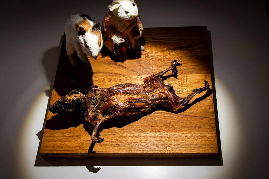 Makabreska nie tylko dla miłośników świnek morskich